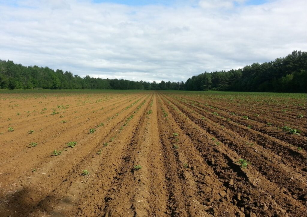 tipo de solo aluvionares